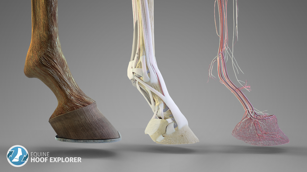 Horse Hoof Antomy - Bones, ligaments and muscles  in 3D
