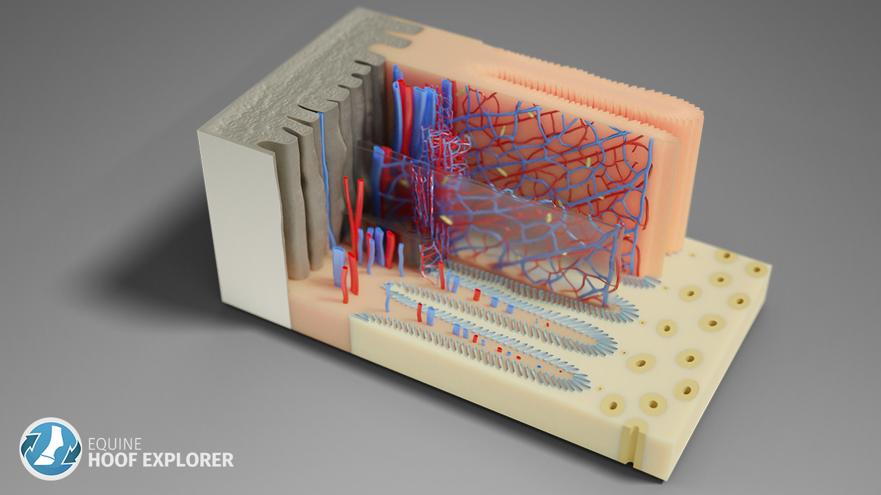 Anatomie des Pferdehufes - Blättchenapparat (Hufbeinträger) in 3D