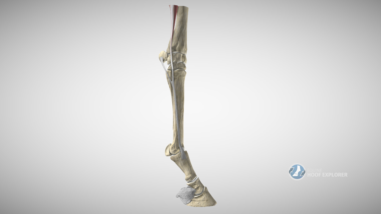 Seitlicher Zehenstrecker - Musculus extensor digitalis lateralis