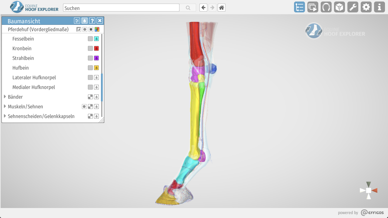 Equine Hoof Explorer für Desktop - Hebe anatomische Strukturen mit Farbe hervor